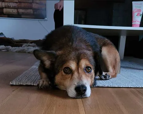 Hannes ist ein achtjähriger, kastrierter Hundemann und kommt aus Rumänien. Er ist gechippt und geimpft und hat keine bekannten Krankheiten.